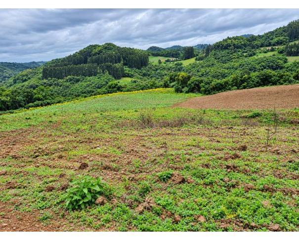 Foto de IMÓVEL RURAL: | A.T. 184.643,60M²| LINHA FREI CLEMENTE, BARROS CASSAL/RS.