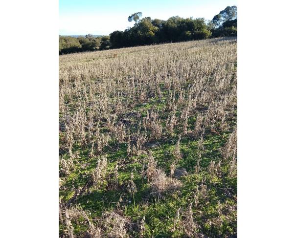 Foto de IMÓVEL RURAL | A.T. 64.438,13m² - UMA FRAÇÃO DE TERRAS DE CULTURA – LINHA FLORESTA | TUNAS/RS