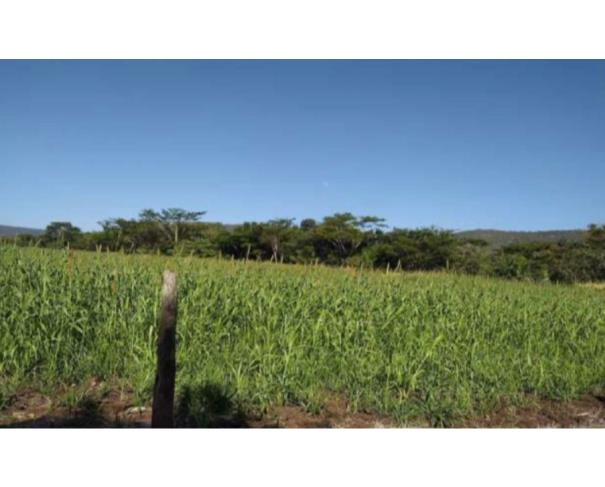Foto de IMÓVEL RURAL | A.T. 674 HA | FAZENDA SERTÃOZINHO "I" | REGIÃO DE PECUÁRIA E PLANTIO DE SOJA / MILHO I CAMPO GRANDE/MS