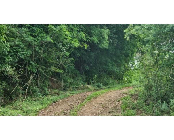 Foto de IMÓVEL RURAL: A.T. 58.200,0 M² | LT 119-C, LINHA ARAPONGA, ITAPUCA/RS.