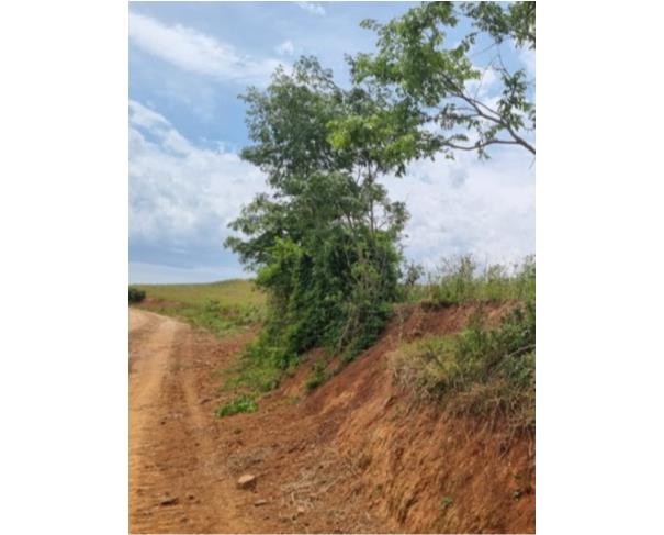 Foto de IMÓVEL RURAL: A.T. 13,60 HA – BOM SOSSEGO, IBIRAPUITÃ/RS
