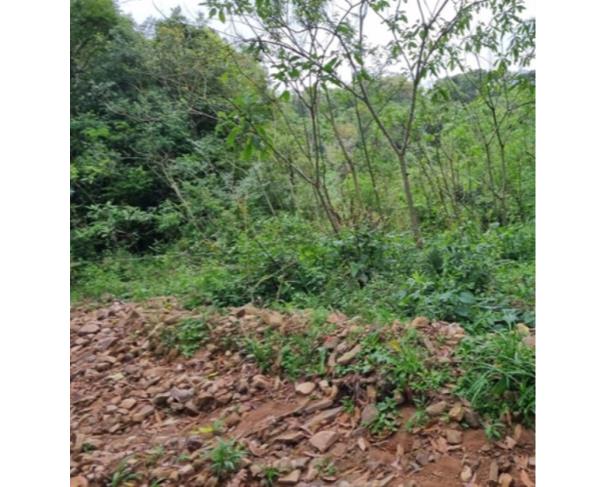 Foto de IMÓVEL RURAL: A.T. 121.001,23 M² | LINHA FREI CLEMENTE, BARROS CASSAL/RS