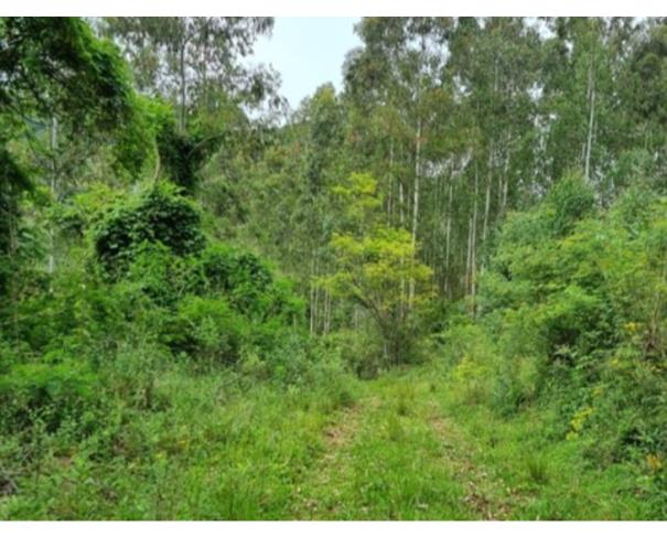 Foto de IMÓVEL RURAL: A.T. 58.200,0 M² | LT 119-C, LINHA ARAPONGA, ITAPUCA/RS.