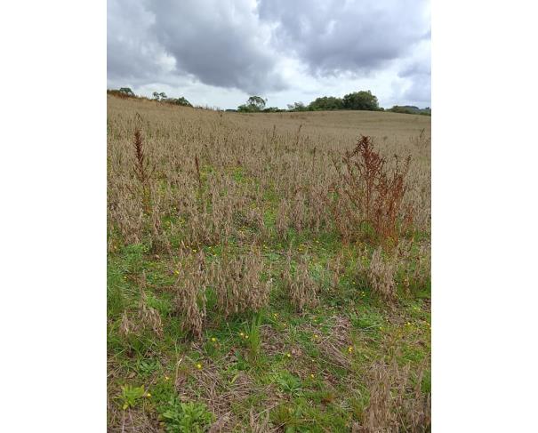 Foto de IMÓVEL RURAL | A.T. 64.438,13m² - UMA FRAÇÃO DE TERRAS DE CULTURA – LINHA FLORESTA | TUNAS/RS
