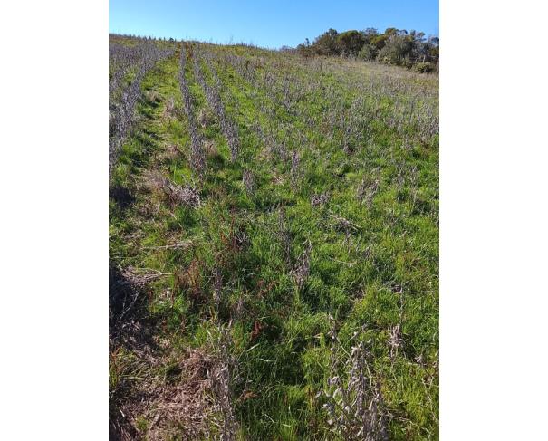Foto de IMÓVEL RURAL | A.T. 64.438,13m² - UMA FRAÇÃO DE TERRAS DE CULTURA – LINHA FLORESTA | TUNAS/RS