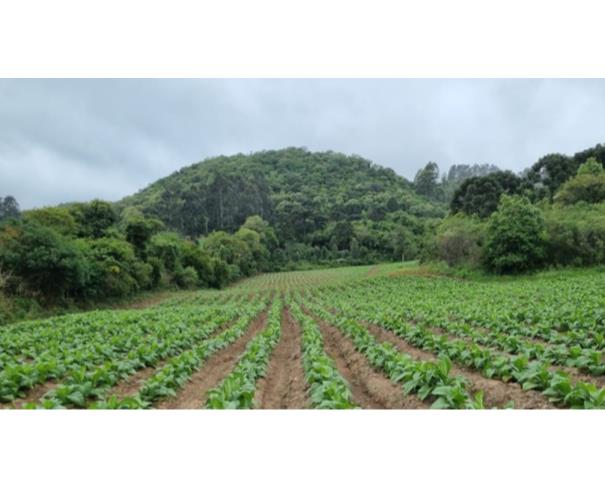 Foto de IMÓVEL RURAL: A.T. 121.001,23 M² | LINHA FREI CLEMENTE, BARROS CASSAL/RS