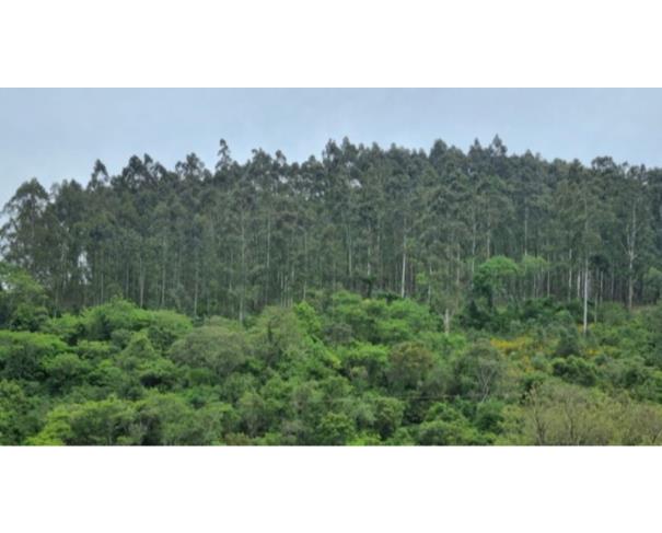 Foto de IMÓVEL RURAL: A.T. 58.200,0 M² | LT 119-C, LINHA ARAPONGA, ITAPUCA/RS.