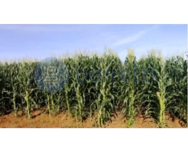 Foto de IMÓVEL RURAL | A.T. 797,7029HA FAZ. ÁGUA DA PRATA (DUPLA APTIDÃO) | ARIPUANÃ/MT