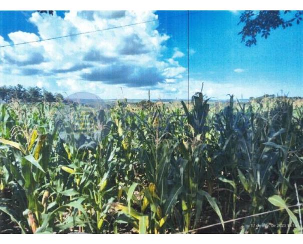 Foto de IMÓVEIS RURAL | GLEBA UBÁ, 1ª SECÇÃO | LUNARDELLI/PR