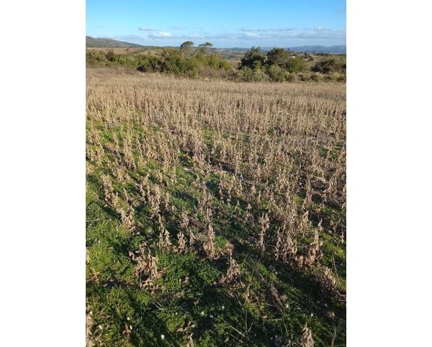Foto de IMÓVEL RURAL | A.T. 64.438,13m² - UMA FRAÇÃO DE TERRAS DE CULTURA – LINHA FLORESTA | TUNAS/RS