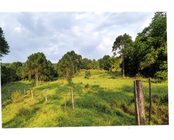 Foto de IMÓVEL RURAL | A.T. 31,64 HA, “LINHA GRAMADINHO” IBIAM EM TANGARÁ/SC.