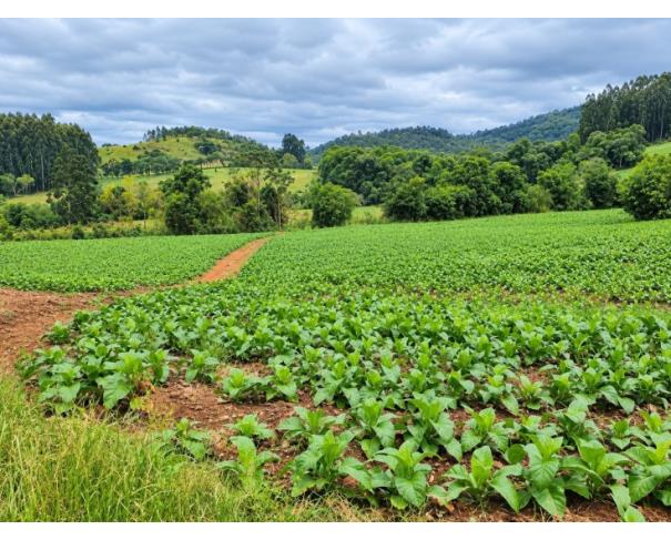 Foto de IMÓVEL RURAL: | A.T. 184.643,60M²| LINHA FREI CLEMENTE, BARROS CASSAL/RS.