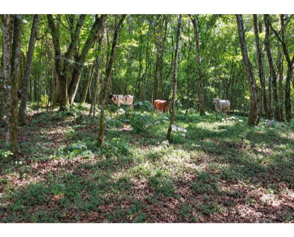 Foto de IMÓVEL RURAL: A.T. 86.000,00 M² –DISTRITO DE MARARI, TANGARÁ/SC.
