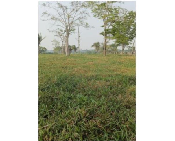 Foto de IMÓVEL RURAL | A.T. 10,1640 – “LOTE Nº 07-C1 DA GLEBA 08-C” | TEIXEIRÓPOLIS/RO