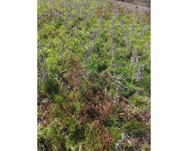 Foto de IMÓVEL RURAL | A.T. 64.438,13m² - UMA FRAÇÃO DE TERRAS DE CULTURA – LINHA FLORESTA | TUNAS/RS
