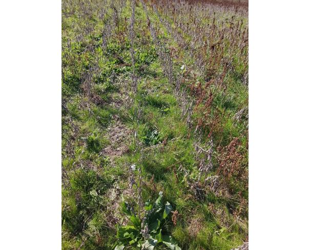 Foto de IMÓVEL RURAL | A.T. 64.438,13m² - UMA FRAÇÃO DE TERRAS DE CULTURA – LINHA FLORESTA | TUNAS/RS