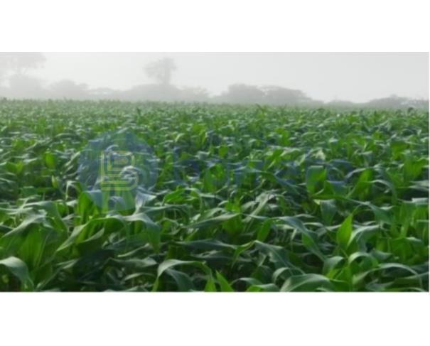 Foto de IMÓVEL RURAL | A.T. 797,7029HA FAZ. ÁGUA DA PRATA (DUPLA APTIDÃO) | ARIPUANÃ/MT
